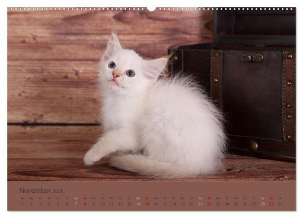 Produktbild: Flauschige Ragdoll Kitten (Wandkalender 2026 DIN A2 quer), CALVENDO Monatskalender