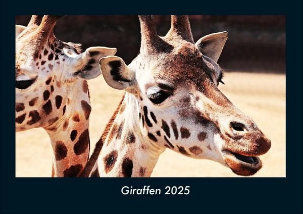 Produktbild: Giraffen 2025 Fotokalender DIN A4