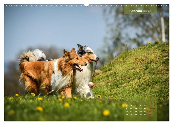 Produktbild: Collies? Was sonst! (Wandkalender 2026 DIN A2 quer), CALVENDO Monatskalender