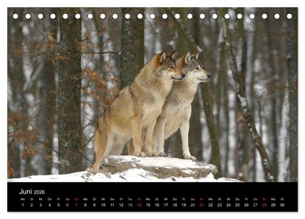 Produktbild: Kanadische W&ouml;lfe im Winter (Tischkalender 2026 DIN A5 quer), CALVENDO Monatskalender