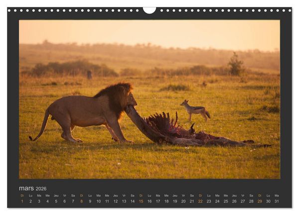 Produktbild: Lions &ndash; Photographies de la faune (Calendrier mural 2026 DIN A3 vertical), CALVENDO calendrier mensuel