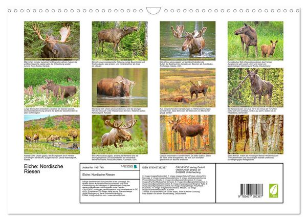 Produktbild: Elche: Nordische Riesen (Wandkalender 2026 DIN A3 quer), CALVENDO Monatskalender