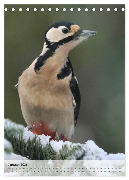 Produktbild: V&ouml;gel im heimischen Garten (Tischkalender 2026 DIN A5 hoch), CALVENDO Monatskalender