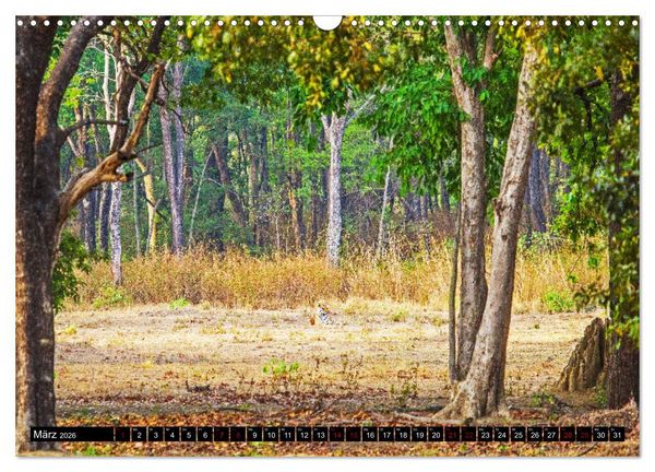 Produktbild: Indien - Im Reich des Tigers (Wandkalender 2026 DIN A3 quer), CALVENDO Monatskalender
