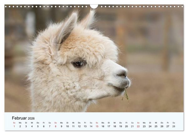 Produktbild: Die Kameliden. H&uuml;bsche Kamele, Lamas und Alpakas (Wandkalender 2026 DIN A3 quer), CALVENDO Monatskalender