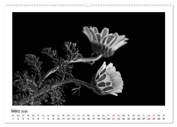 Produktbild: Die grafische Sch&ouml;nheit der Pflanzen &ndash; Schwarz-Wei&szlig; (Wandkalender 2026 DIN A2 quer), CALVENDO Monatskalender