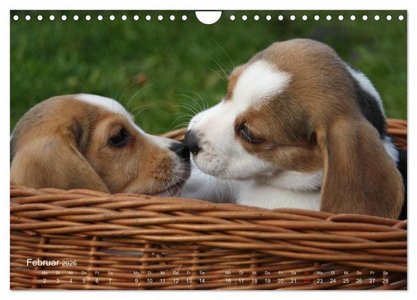Produktbild: Beagle (Wandkalender 2026 DIN A4 quer), CALVENDO Monatskalender
