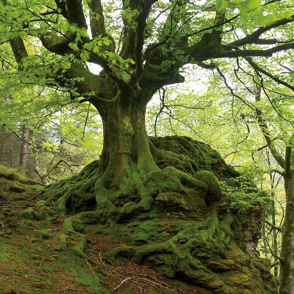 Produktbild: Die Kraft der B&auml;ume / The Power of Trees 2027