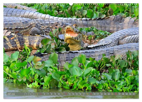 Produktbild: Krokodile in der Wildnis (Wandkalender 2026 DIN A2 quer), CALVENDO Monatskalender