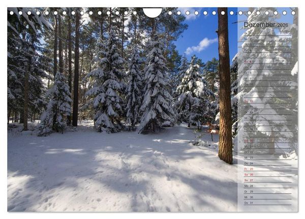 Produktbild: Unser Wald - Magische Sichten in norddeutsche W&auml;lder / Geburtstagskalender (Wandkalender 2026 DIN A4 quer), CALVENDO Monatskalender