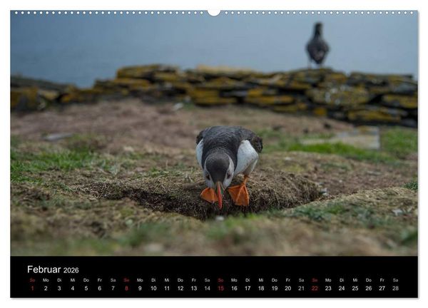 Produktbild: Papageientaucher 2026 (Wandkalender 2026 DIN A2 quer), CALVENDO Monatskalender