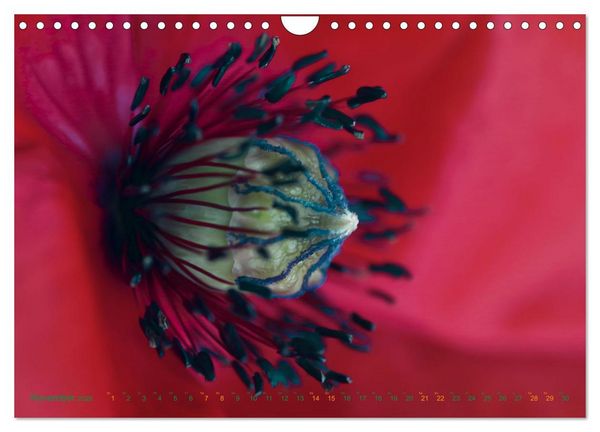 Produktbild: DEEP INSIDE - Bl&uuml;tenmakros (Wandkalender 2026 DIN A4 quer), CALVENDO Monatskalender