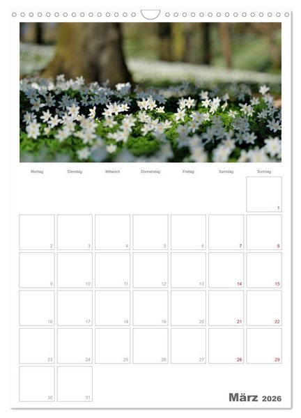 Produktbild: Insel R&uuml;gen / Planer (Wandkalender 2026 DIN A3 hoch), CALVENDO Monatskalender