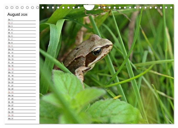 Produktbild: Amphibien und Reptilien (Wandkalender 2026 DIN A4 quer), CALVENDO Monatskalender