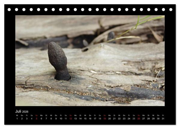 Produktbild: Pilze (Tischkalender 2026 DIN A5 quer), CALVENDO Monatskalender