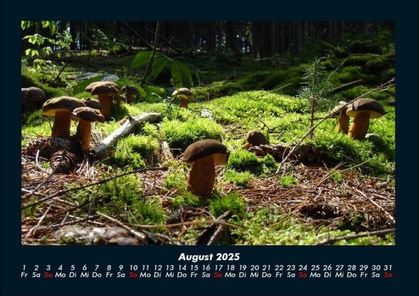 Produktbild: Pilzkalender 2025 Fotokalender DIN A4