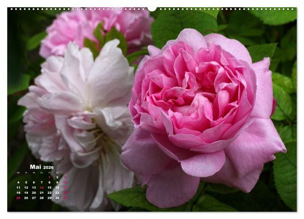 Produktbild: Zauberhafter Rosenreigen (hochwertiger Premium Wandkalender 2026 DIN A2 quer), Kunstdruck in Hochglanz