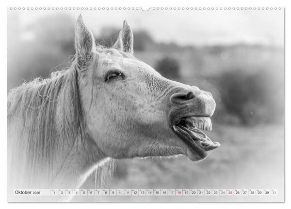 Produktbild: Emotionale Momente: Wei&szlig;e Pferde in schwarzwei&szlig;. (Wandkalender 2026 DIN A2 quer), CALVENDO Monatskalender