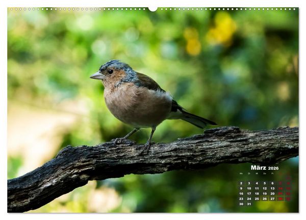 Produktbild: V&ouml;gel in heimischen W&auml;ldern (Wandkalender 2026 DIN A2 quer), CALVENDO Monatskalender
