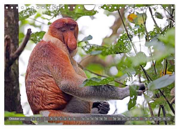 Produktbild: Im Regenwald von Borneo (Wandkalender 2026 DIN A4 quer), CALVENDO Monatskalender