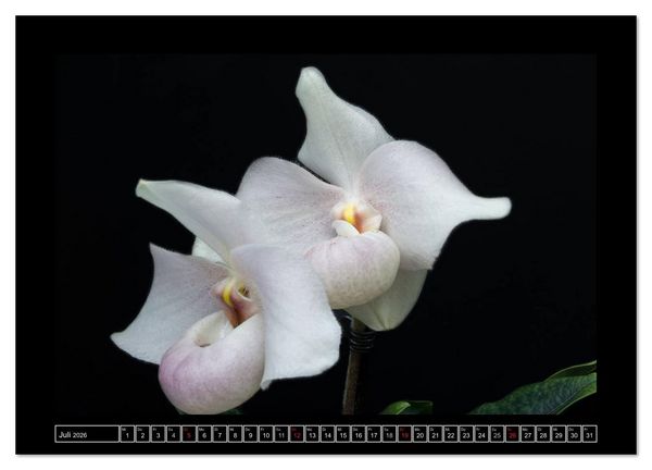 Produktbild: Frauenschuhe - die sch&ouml;nsten Orchideen der Welt (Wandkalender 2026 DIN A4 quer), CALVENDO Monatskalender