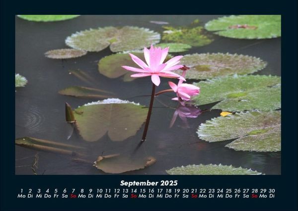 Produktbild: Rosen-Kalender 2025 Fotokalender DIN A4