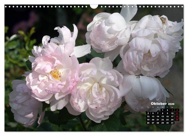 Produktbild: Magie der Rosen (Wandkalender 2026 DIN A3 quer), CALVENDO Monatskalender