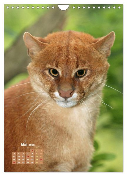 Produktbild: Raubkatzen: Die J&auml;ger auf leisen Pfoten (Wandkalender 2026 DIN A4 hoch), CALVENDO Monatskalender