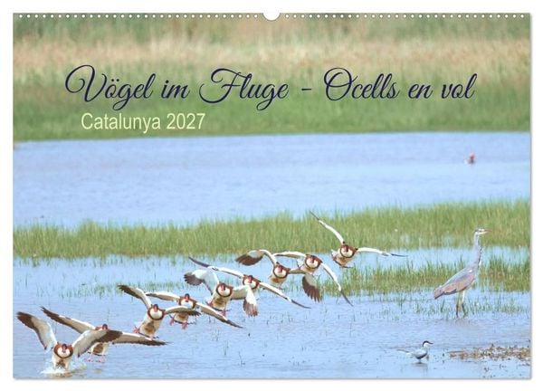 Produktbild: V&ouml;gel im Fluge - Ocells en vol (Wandkalender 2027 DIN A2 quer), CALVENDO Monatskalender