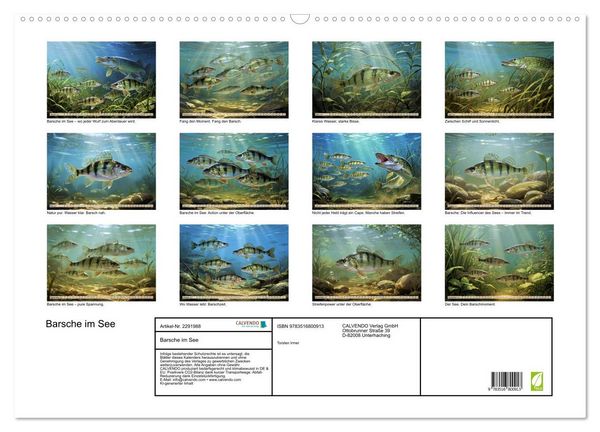 Produktbild: Barsche im See (Wandkalender 2027 DIN A2 quer), CALVENDO Monatskalender