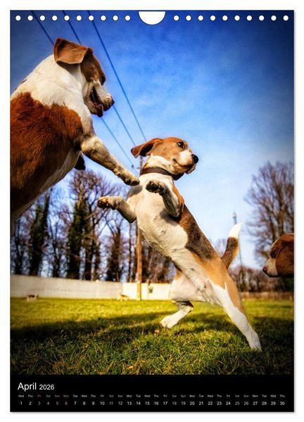 Produktbild: Beagles in action (Wall Calendar 2026 DIN A4 portrait), CALVENDO 12 Month Wall Calendar