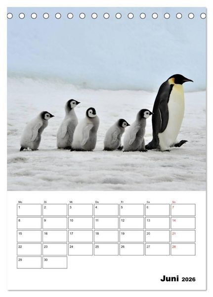 Produktbild: Pinguine. Familiengl&uuml;ck im Eis (Tischkalender 2026 DIN A5 hoch), CALVENDO Monatskalender