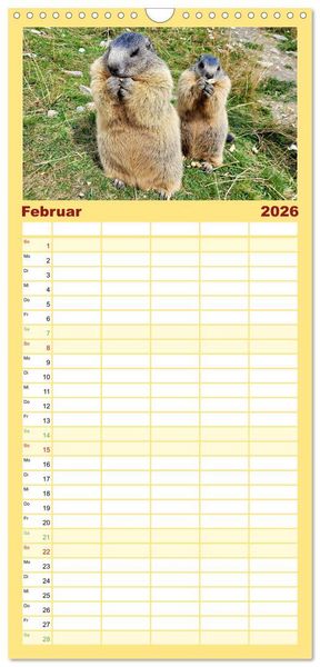 Produktbild: Familienplaner 2026 - Und ewig pfeift das Murmeltier mit 5 Spalten (Wandkalender, 21 x 45 cm) CALVENDO
