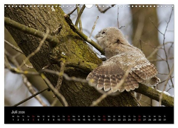 Produktbild: Waldk&auml;uze, fotografiert in M&uuml;nchen (Wandkalender 2026 DIN A3 quer), CALVENDO Monatskalender