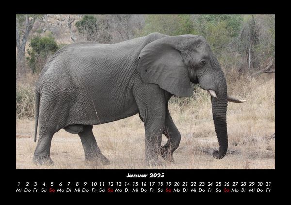 Produktbild: Elefanten - Die sanften Riesen Afrikas 2025 Fotokalender DIN A3