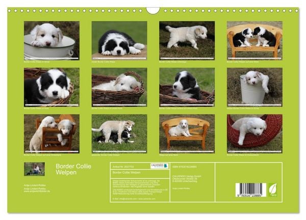 Produktbild: Border Collie Welpen (Wandkalender 2026 DIN A3 quer), CALVENDO Monatskalender