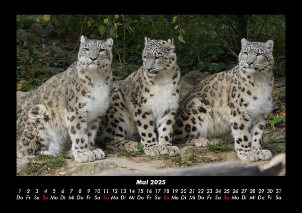 Produktbild: Welt der Tiere 2025 Fotokalender DIN A3