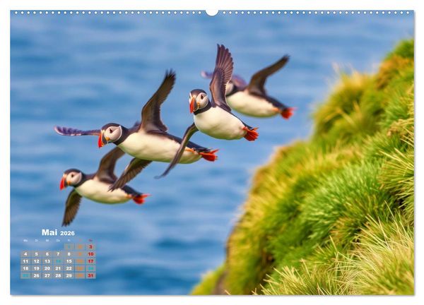 Produktbild: Tieftaucher Papageitaucher (hochwertiger Premium Wandkalender 2026 DIN A2 quer), Kunstdruck in Hochglanz
