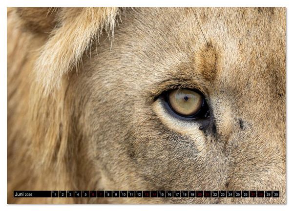 Produktbild: L&ouml;wen in Botswana und S&uuml;dafrika (Wandkalender 2026 DIN A3 quer), CALVENDO Monatskalender