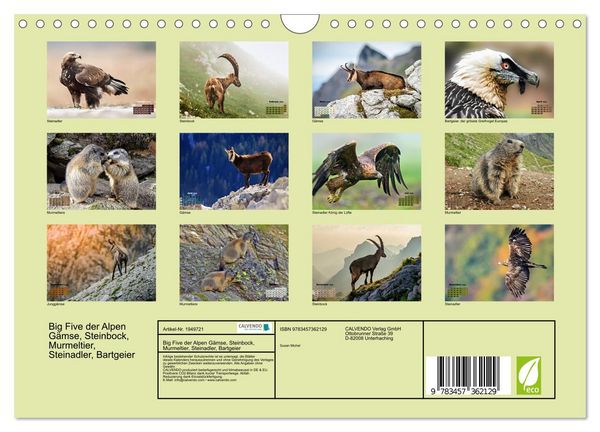 Produktbild: Big Five der Alpen G&auml;mse, Steinbock, Murmeltier, Steinadler, Bartgeier (Wandkalender 2026 DIN A4 quer), CALVENDO Monatskalender