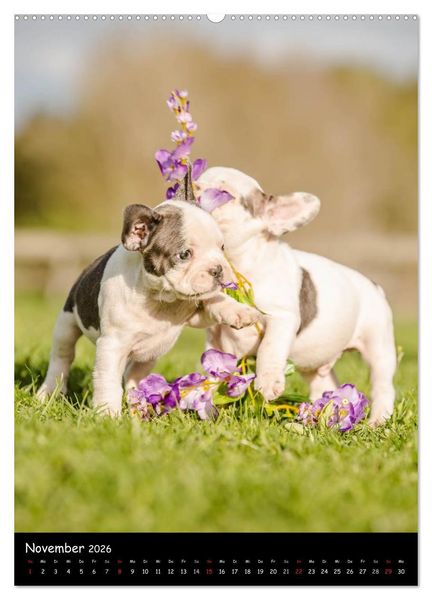 Produktbild: Franz&ouml;sische Bulldoggen - Eine Bully Liebeserk&auml;rung (Wandkalender 2026 DIN A2 hoch), CALVENDO Monatskalender