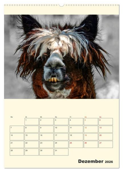 Produktbild: Putzige Alpakas (hochwertiger Premium Wandkalender 2026 DIN A2 hoch), Kunstdruck in Hochglanz