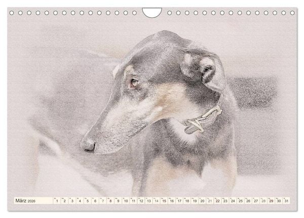 Produktbild: Windhunde 2026 (Wandkalender 2026 DIN A4 quer), CALVENDO Monatskalender