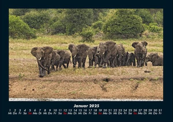 Produktbild: Der Elefantenkalender 2025 Fotokalender DIN A4