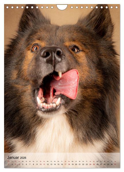 Produktbild: Witzige Hunde (Wandkalender 2026 DIN A4 hoch), CALVENDO Monatskalender