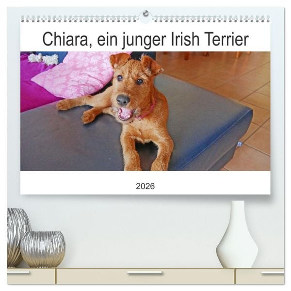 Produktbild: Chiara, ein junger Irish Terrier (hochwertiger Premium Wandkalender 2026 DIN A2 quer), Kunstdruck in Hochglanz
