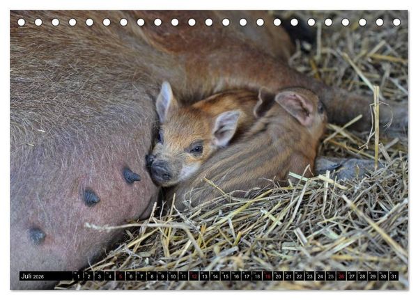 Produktbild: Der Schweinekalender (Tischkalender 2026 DIN A5 quer), CALVENDO Monatskalender