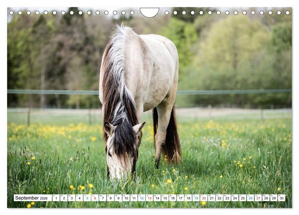 Produktbild: Durch das Jahr mit dem Connemara Pony Holly (Wandkalender 2026 DIN A4 quer), CALVENDO Monatskalender