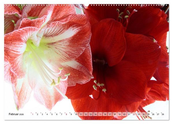Produktbild: Amaryllis-Bl&uuml;ten (hochwertiger Premium Wandkalender 2026 DIN A2 quer), Kunstdruck in Hochglanz