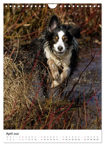 Produktbild: Australian Shepherd &ndash; Mit dem Aussie unterwegs (Wandkalender 2026 DIN A4 hoch), CALVENDO Monatskalender